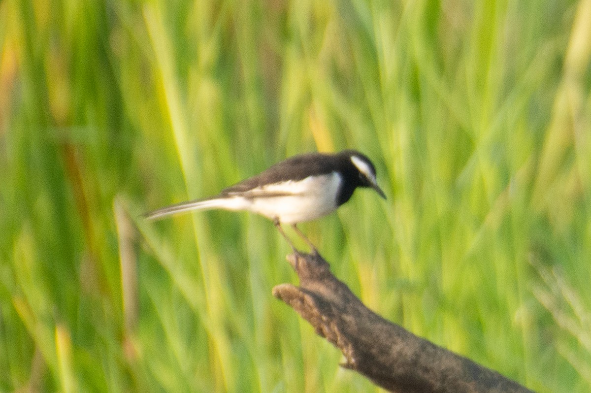 White-browed Wagtail - ML646960598