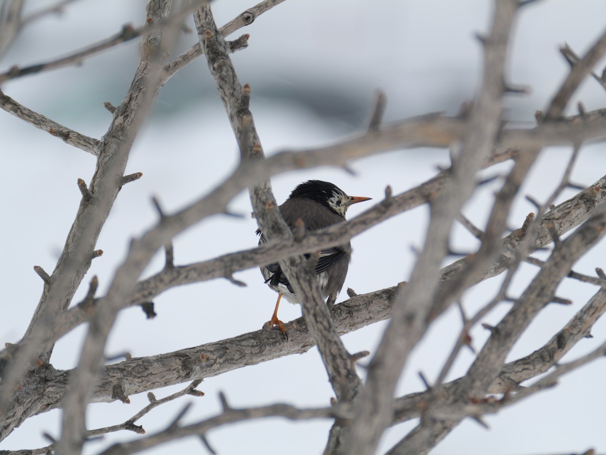 Шпак сірий - ML646960601