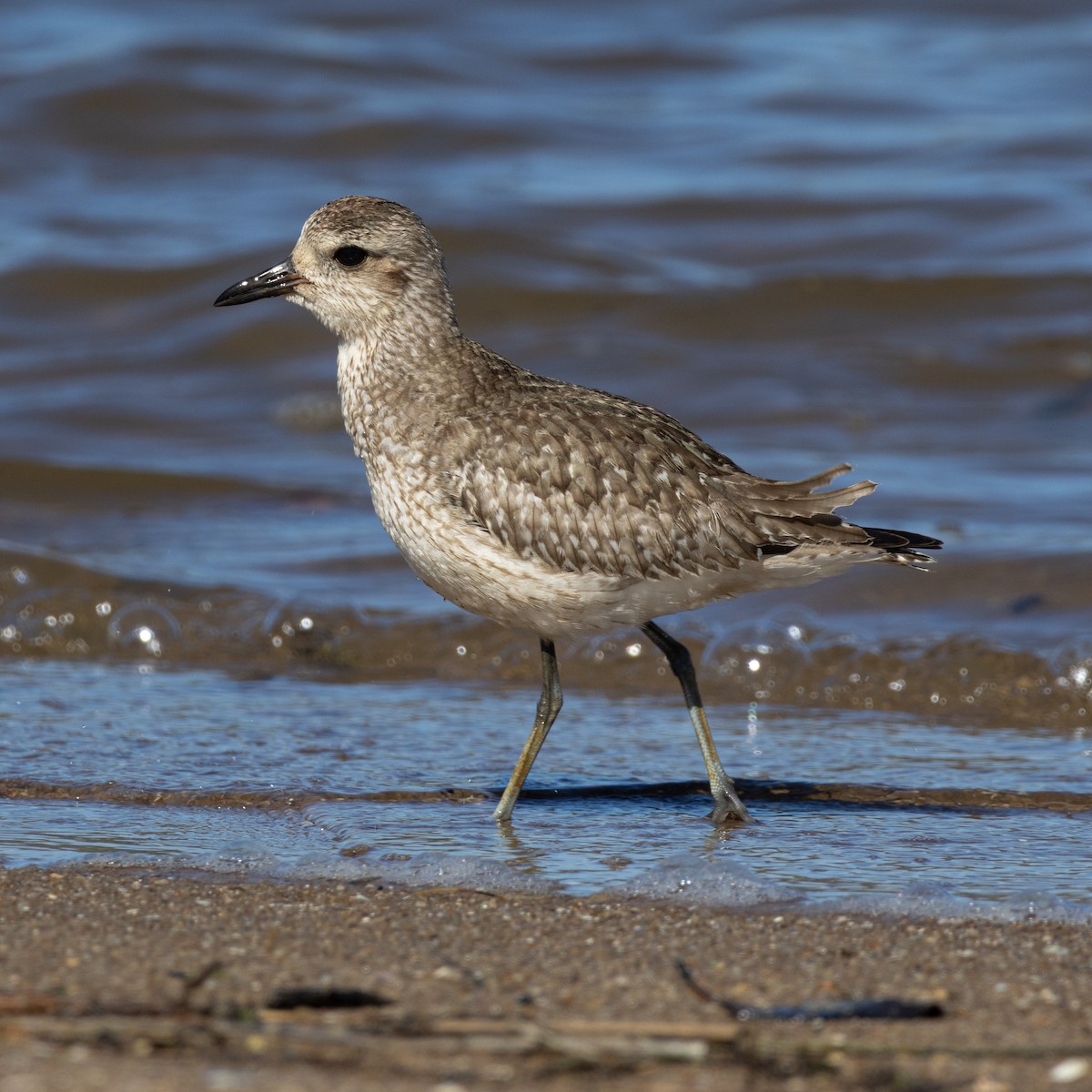 Black-bellied Plover - ML646960603