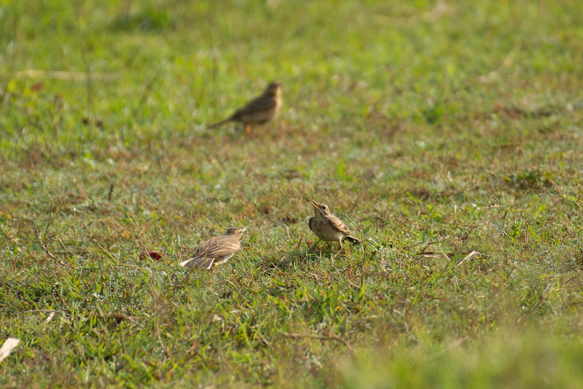 Paddyfield Pipit - ML646960605