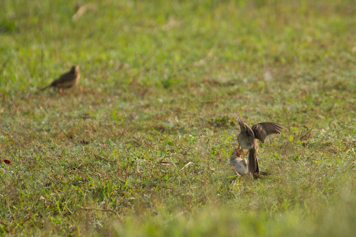 Paddyfield Pipit - ML646960606