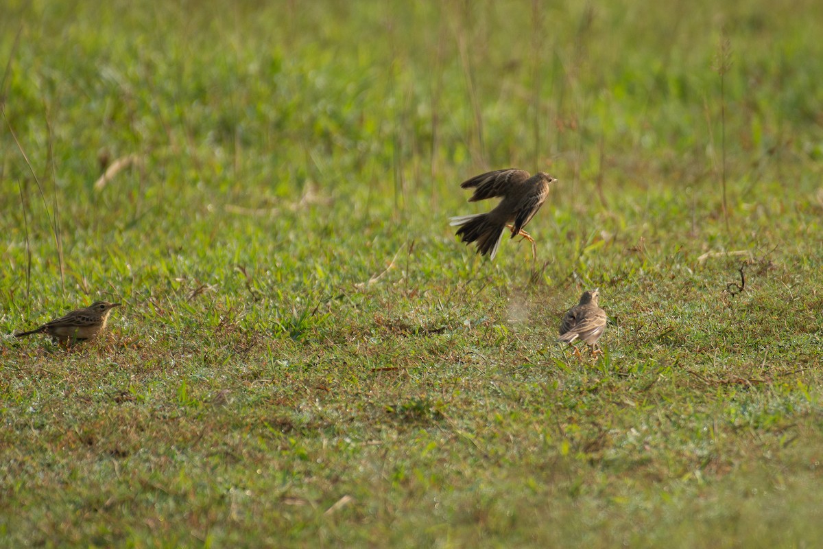 Paddyfield Pipit - ML646960607
