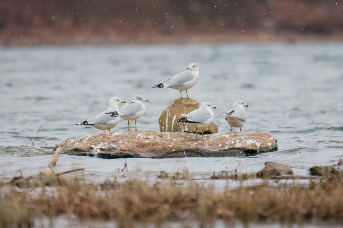 Ring-billed Gull - ML646960608