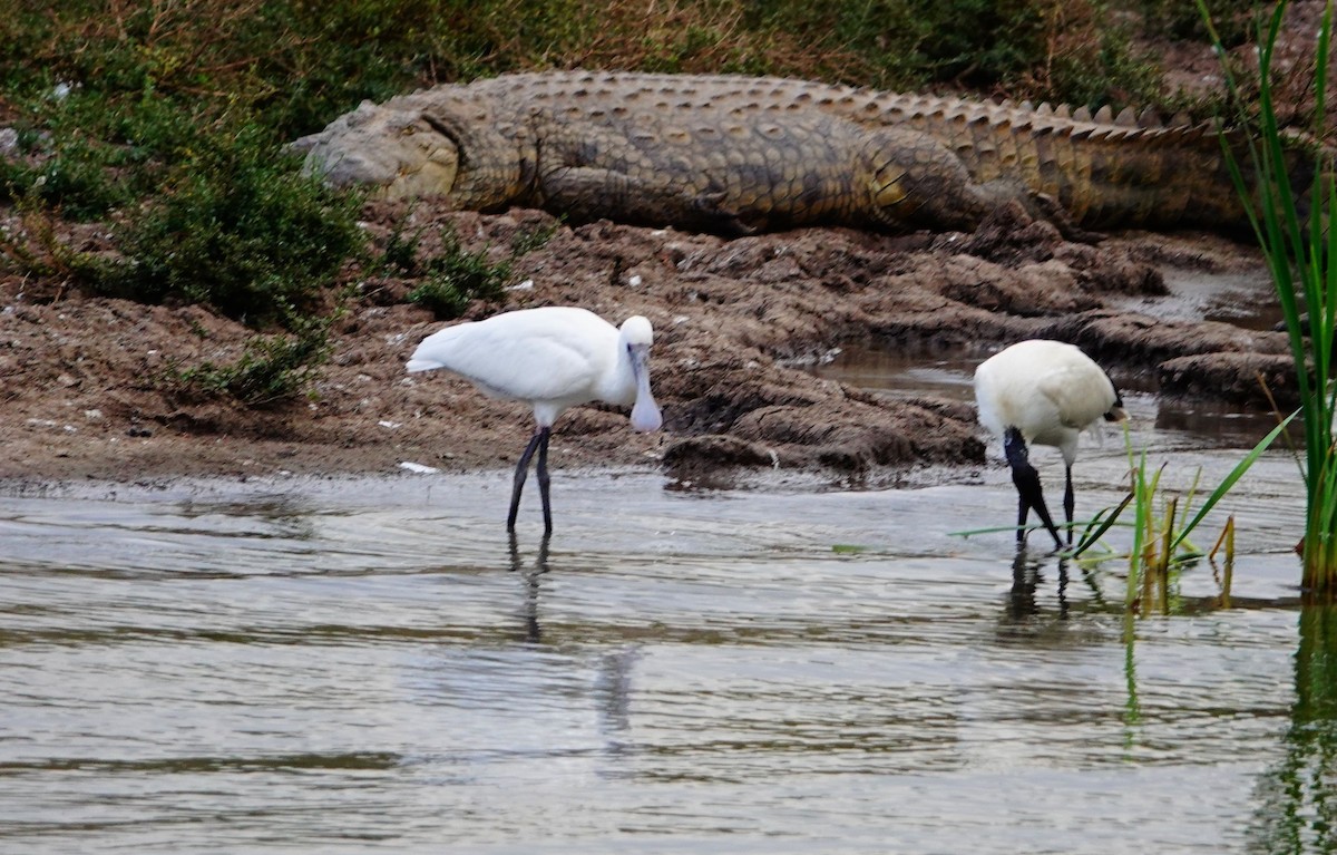 African Spoonbill - ML646960609