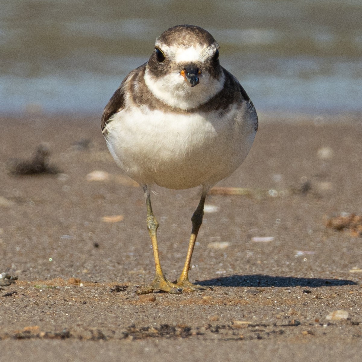 Semipalmated Plover - ML646960615