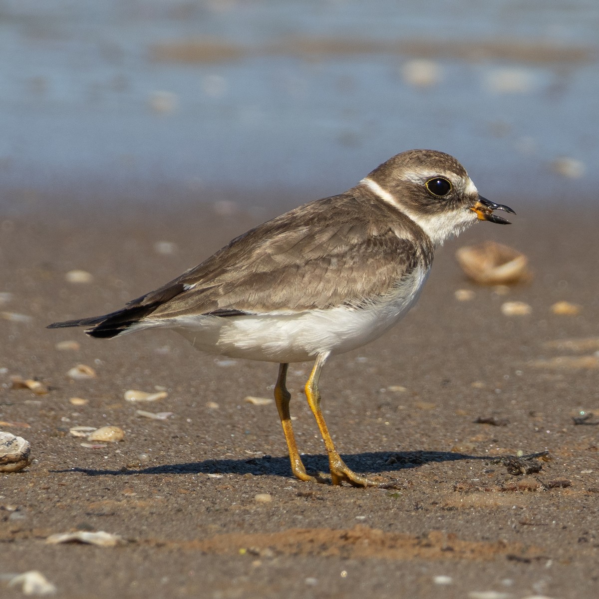 Semipalmated Plover - ML646960616