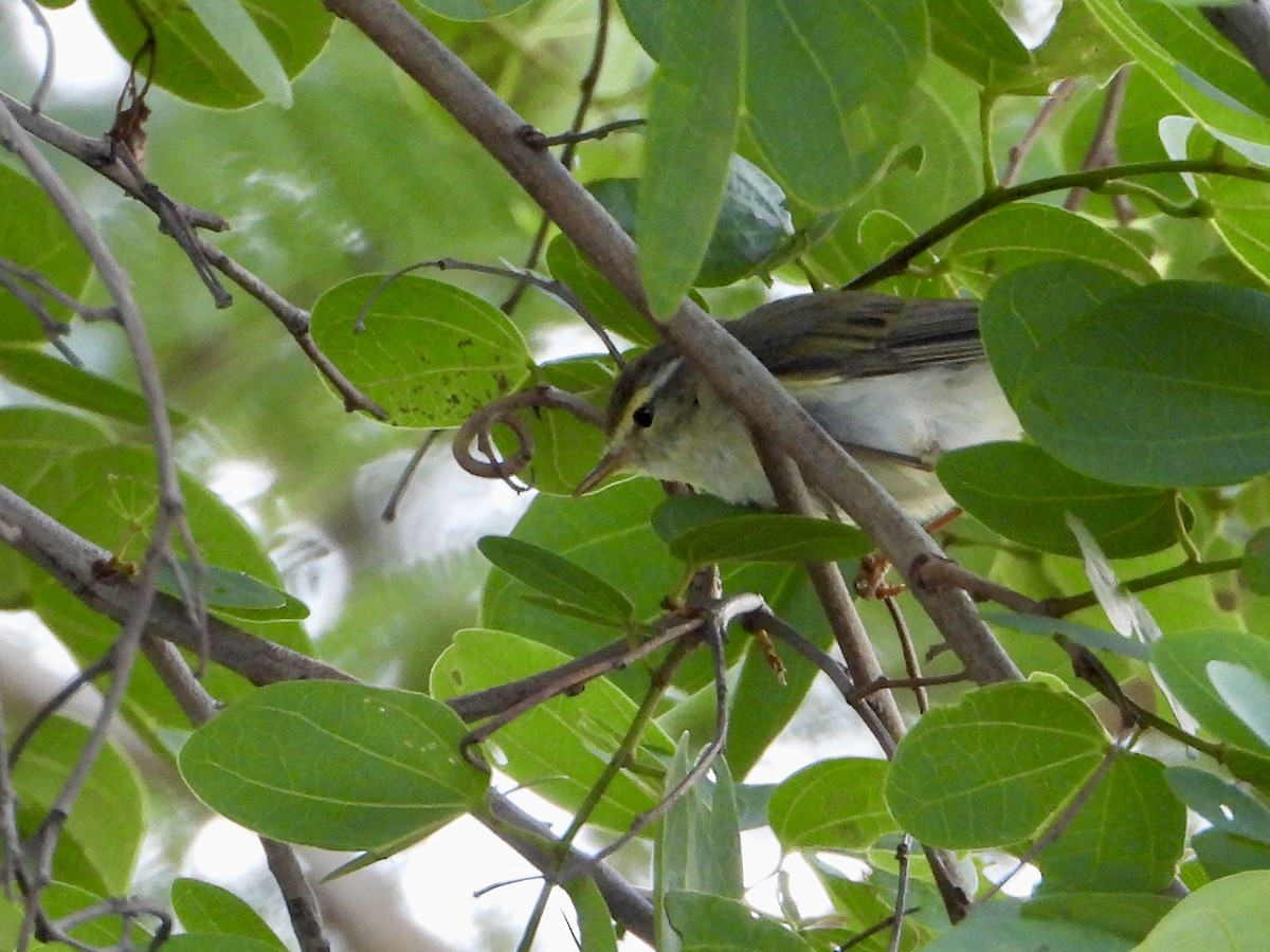 Txio horia - ML646960617