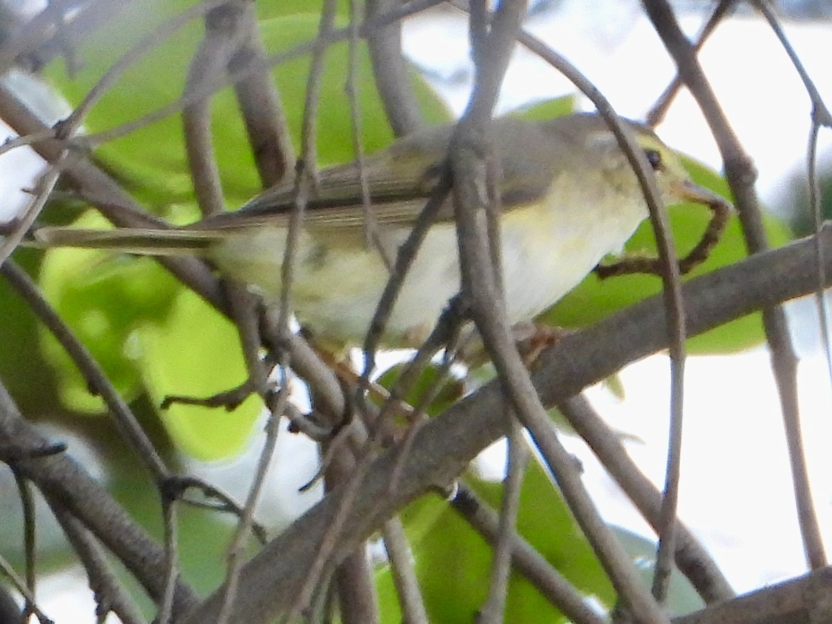 Txio horia - ML646960618