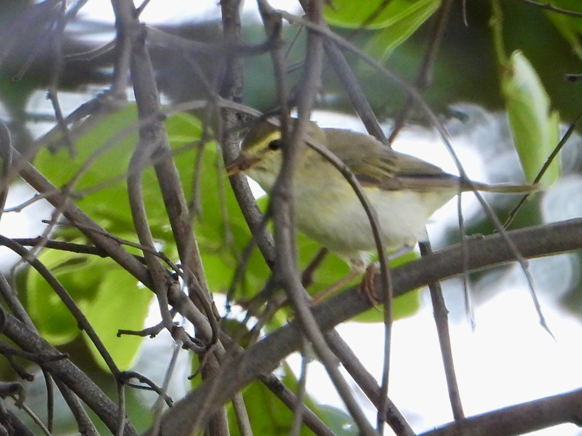 Txio horia - ML646960619