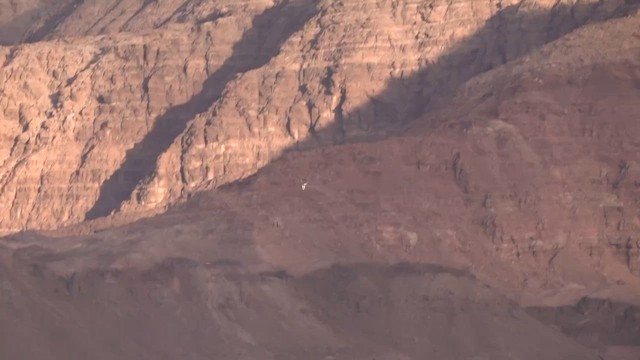 Black-winged Kite - ML646960621