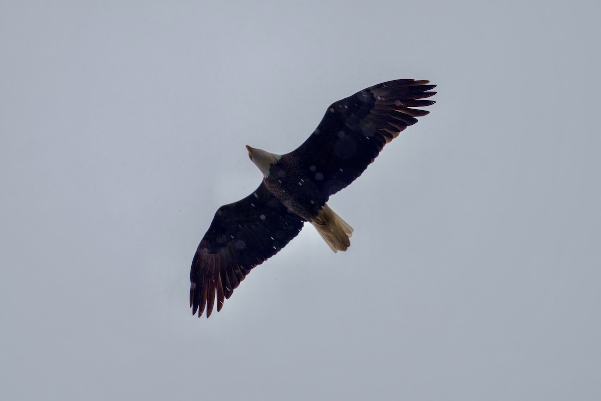 Bald Eagle - ML646960622
