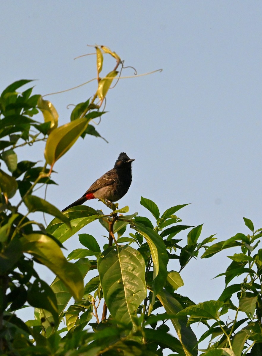 bulbul šupinkový - ML646960624