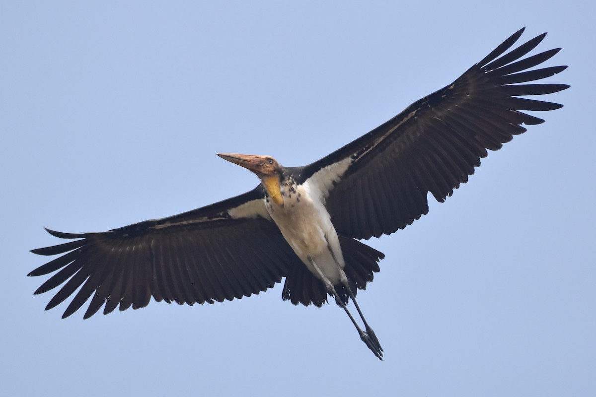 marabu malajský - ML646960626