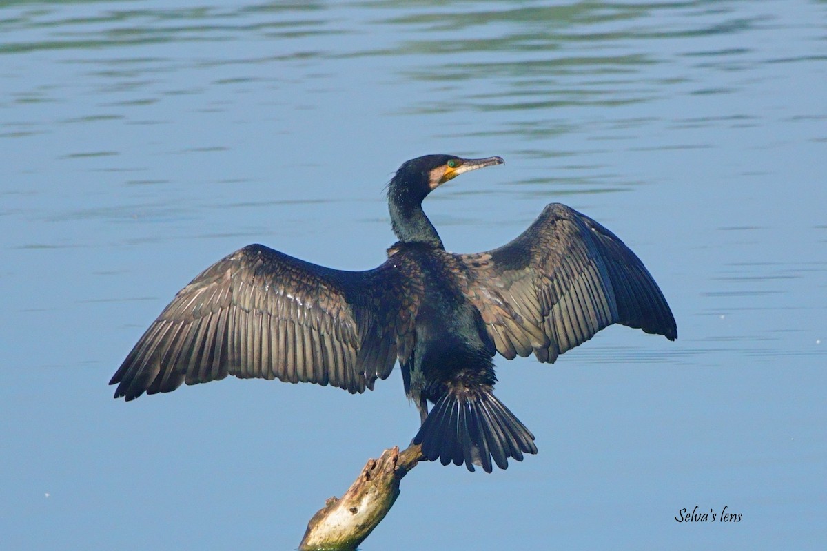Great Cormorant - ML646960628