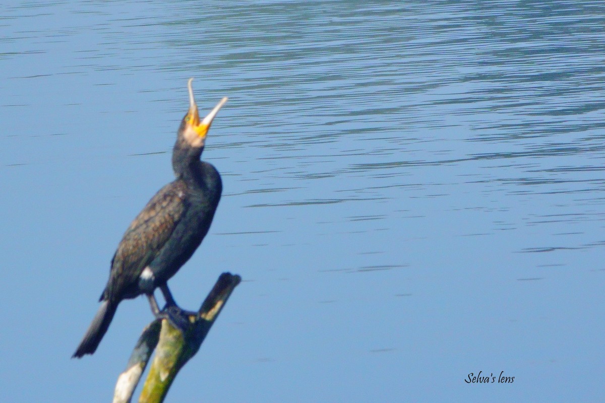 Great Cormorant - ML646960629