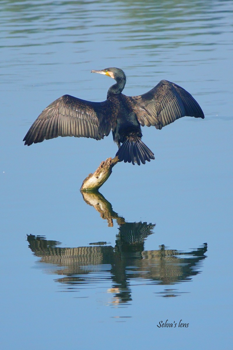 Great Cormorant - ML646960630