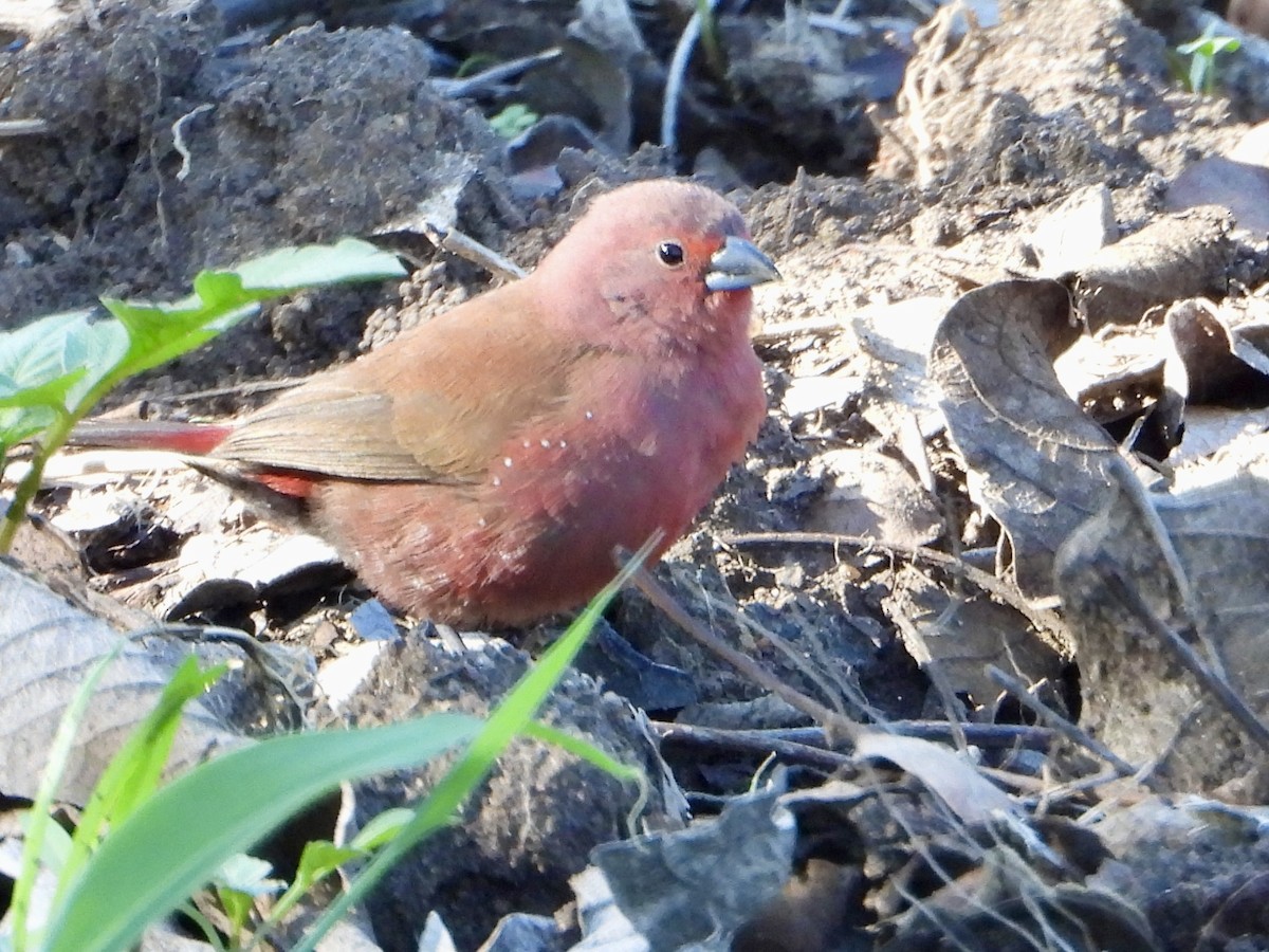 Jameson's Firefinch - ML646960632