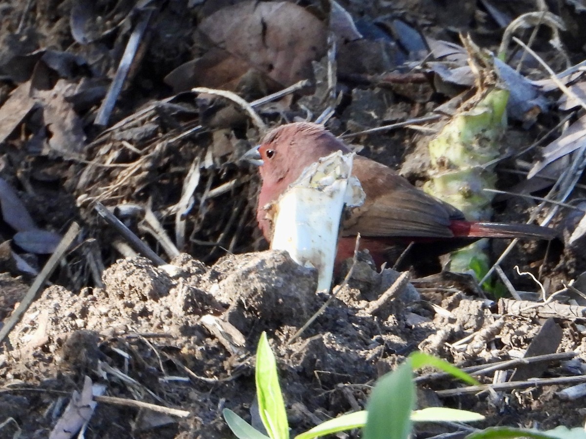 Jameson's Firefinch - ML646960633