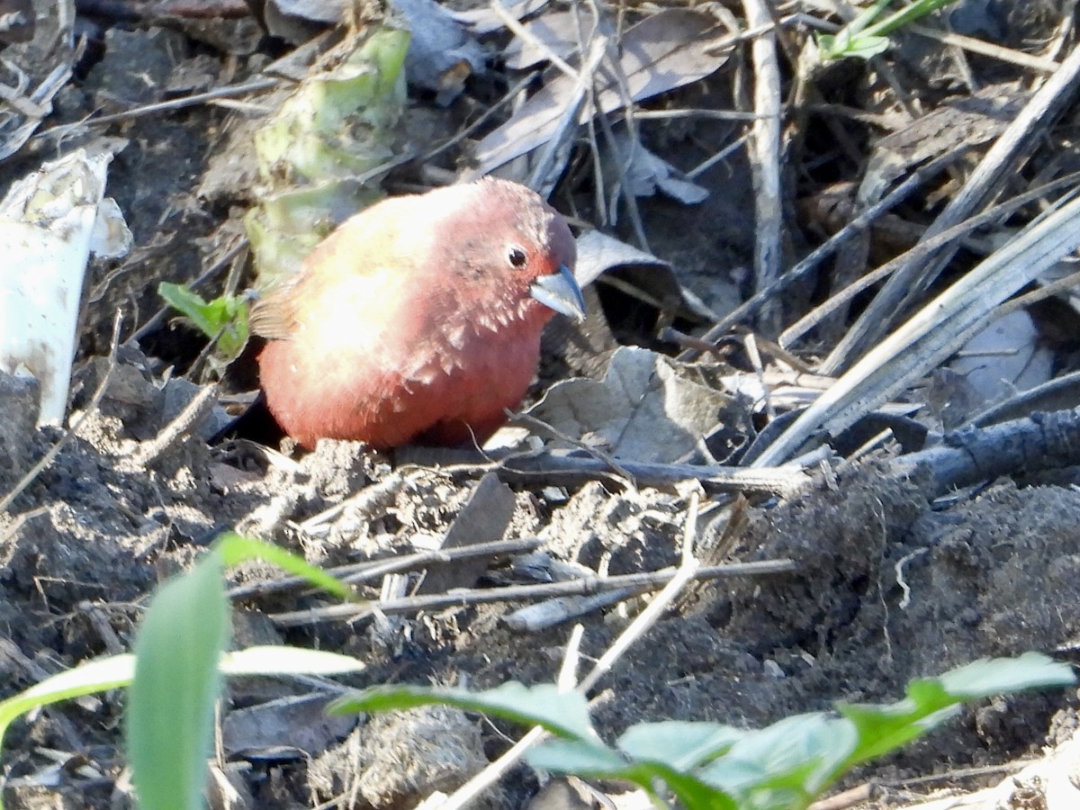 Jameson's Firefinch - ML646960634