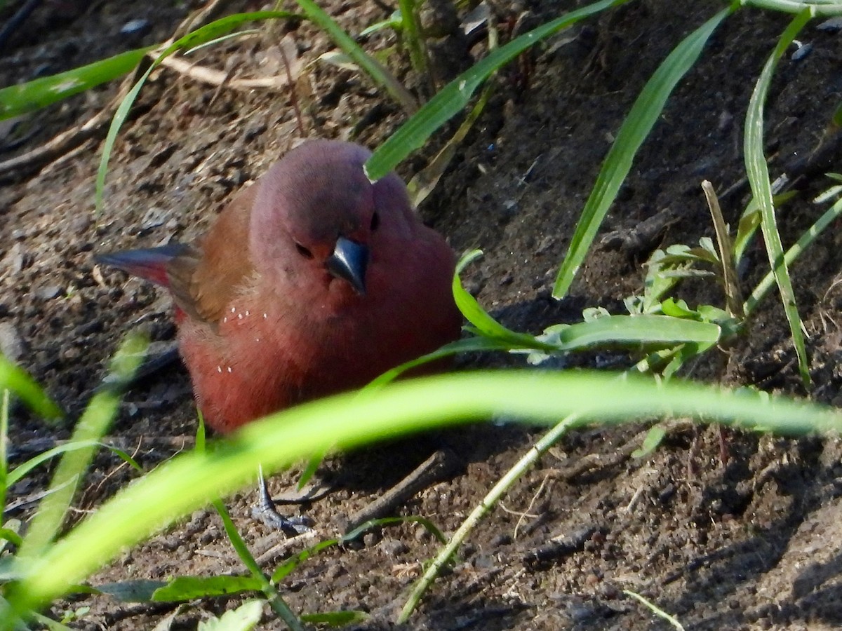 Jameson's Firefinch - ML646960635