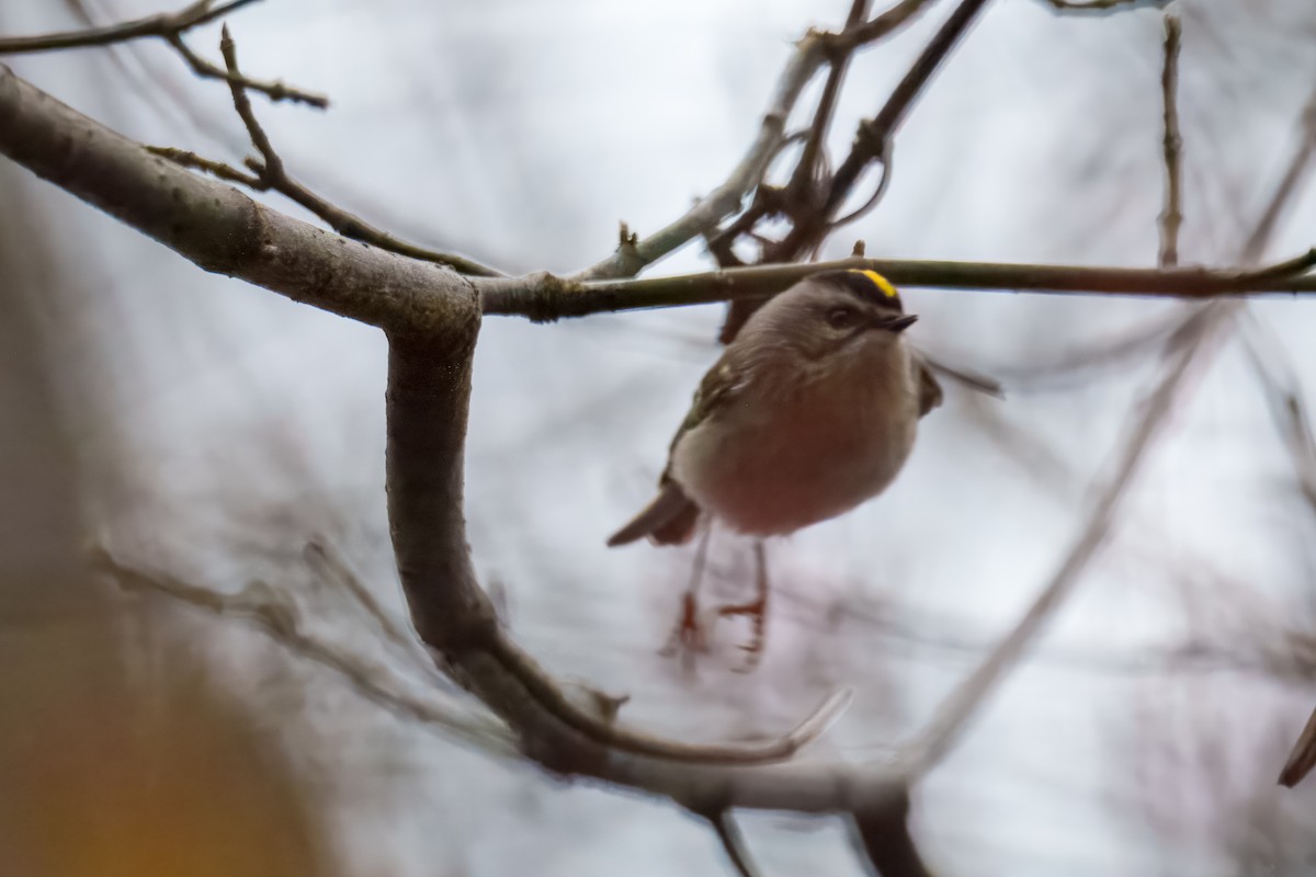 Golden-crowned Kinglet - ML646960636