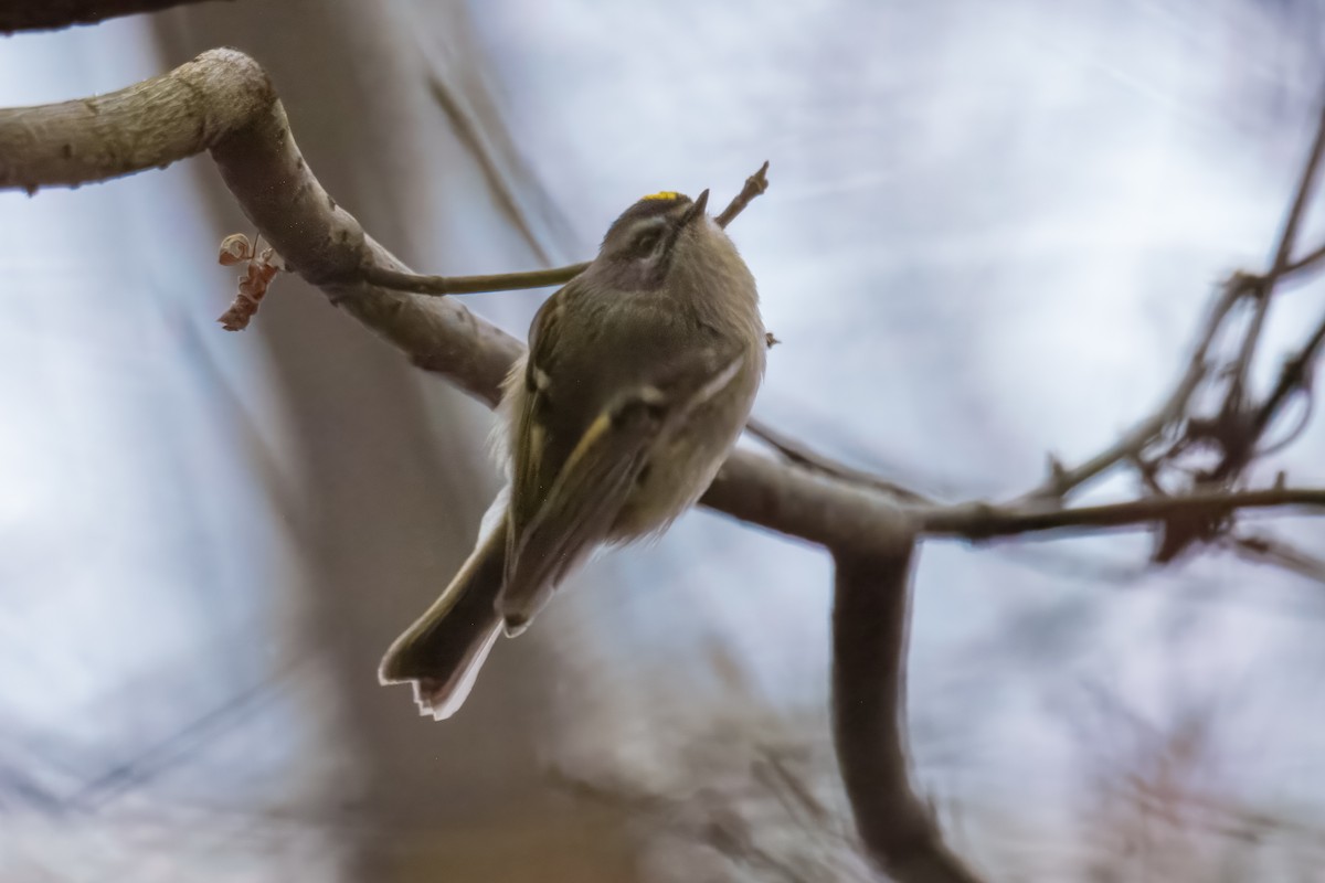 Golden-crowned Kinglet - ML646960637