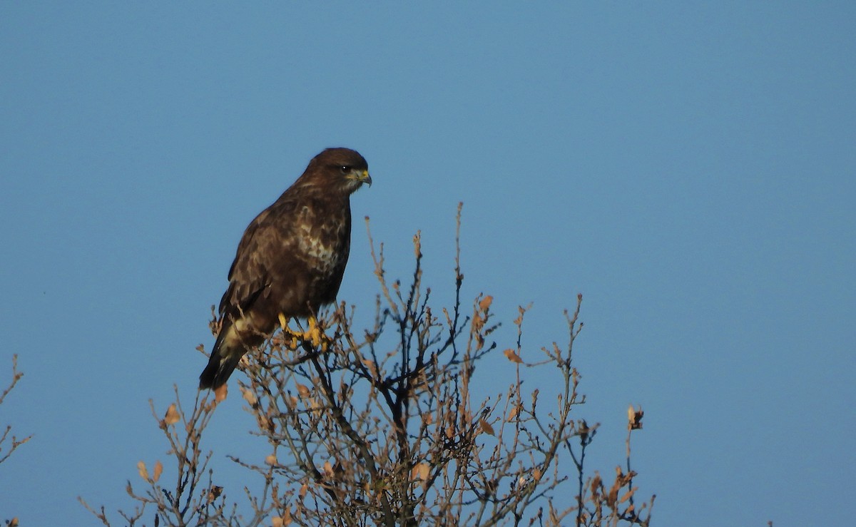 Ойн сар - ML646960638