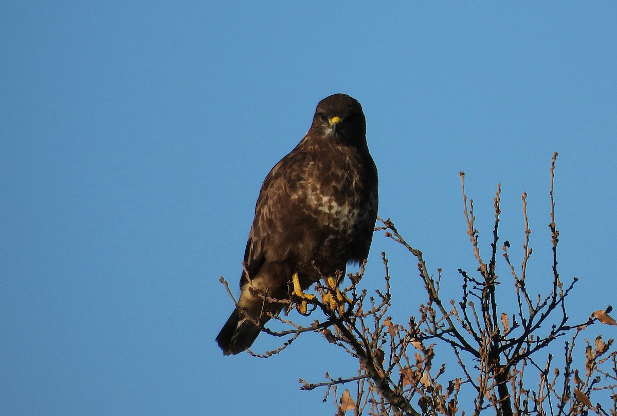 Ойн сар - ML646960639
