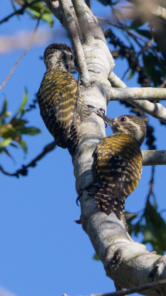 White-spotted Woodpecker - ML646960642