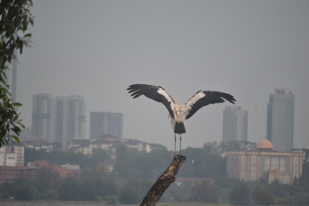 Milky x Painted Stork (hybrid) - ML646960645