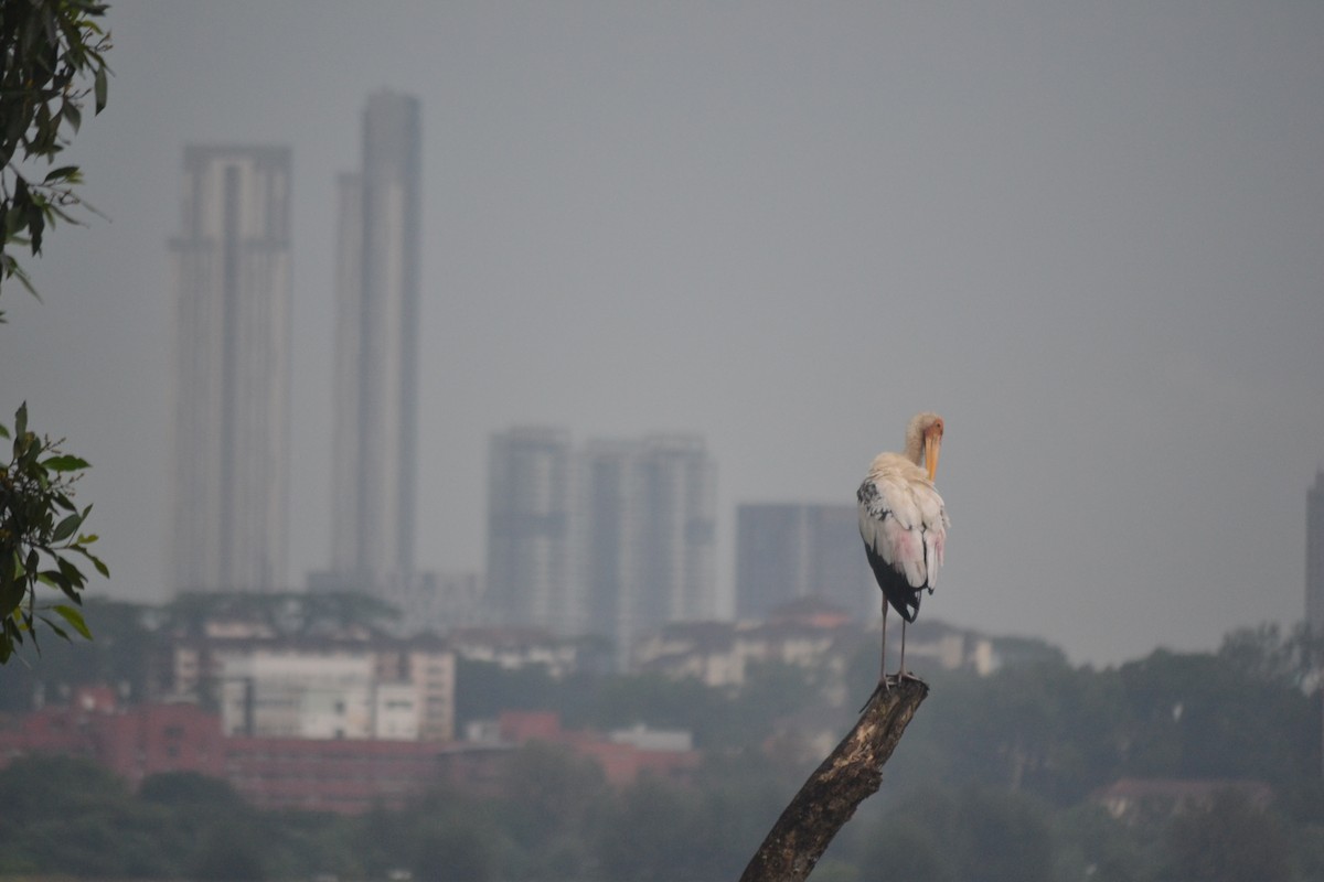 Milky x Painted Stork (hybrid) - ML646960646