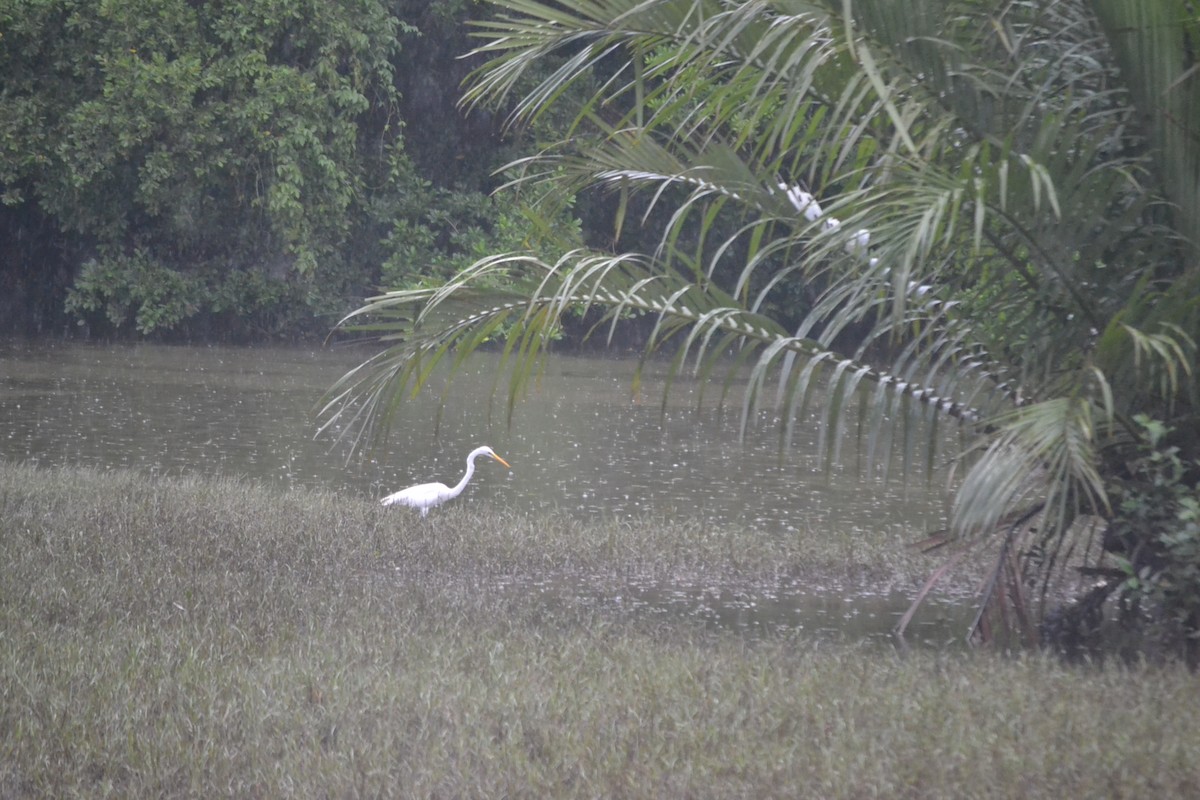 Great Egret - ML646960649