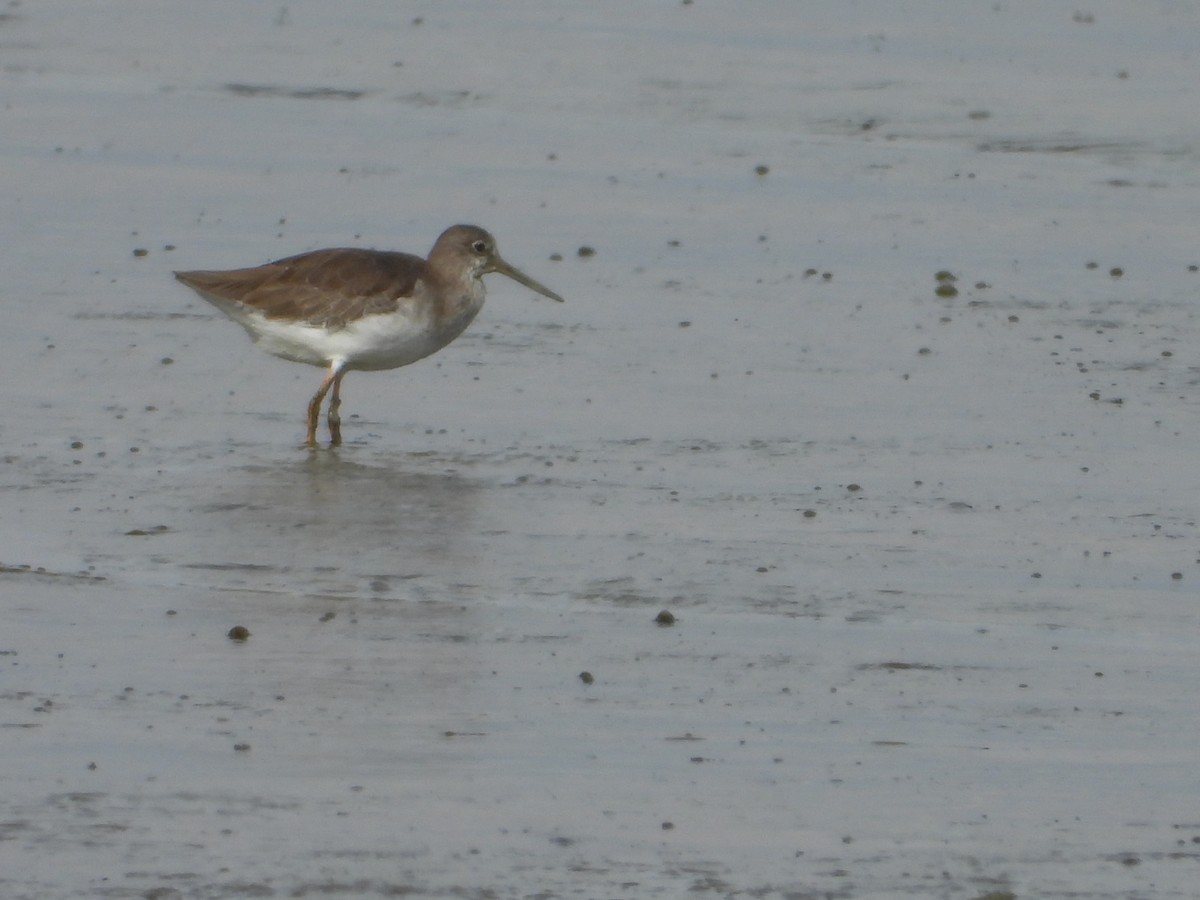 Bernagorri arrunta - ML646960652