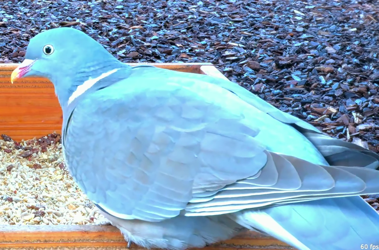 holub hřivnáč - ML646960653