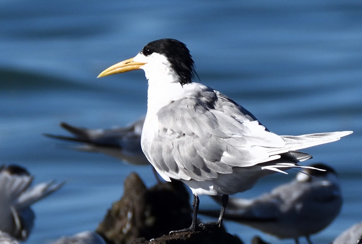 Eilseeschwalbe - ML646960654