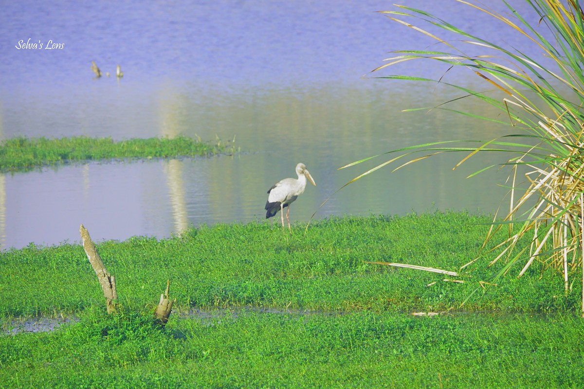 Лелека-молюскоїд індійський - ML646960656