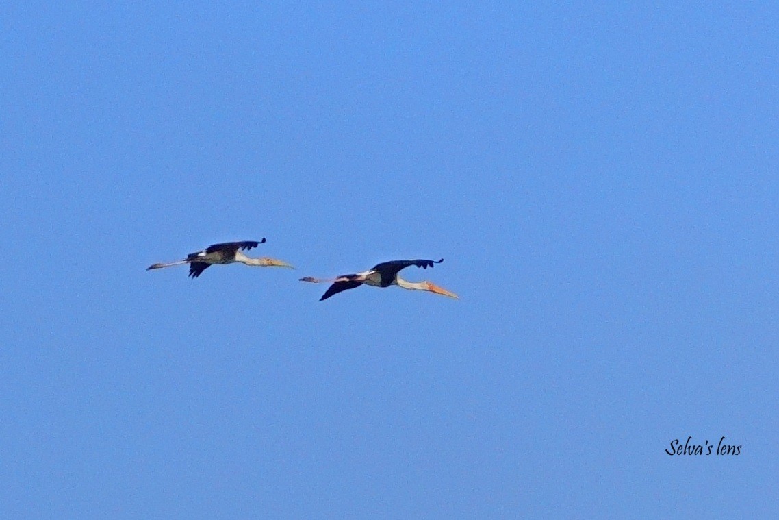 Painted Stork - ML646960657