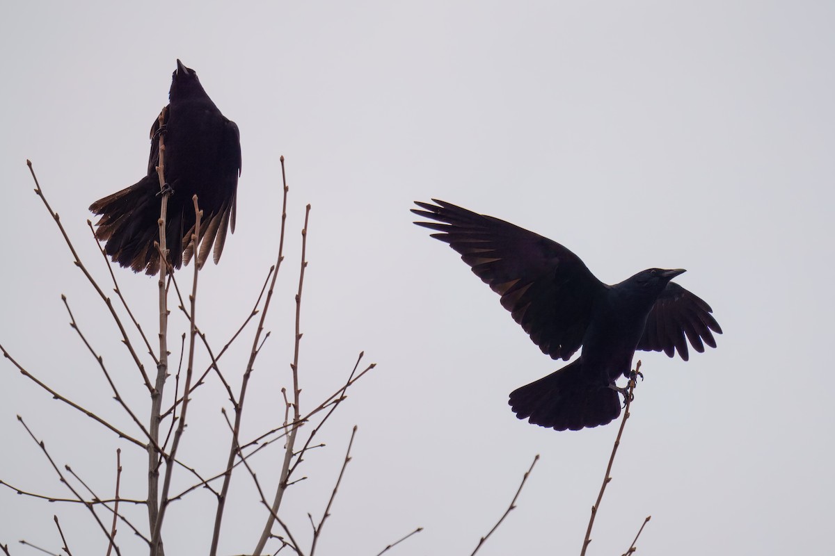 American Crow - ML646960660