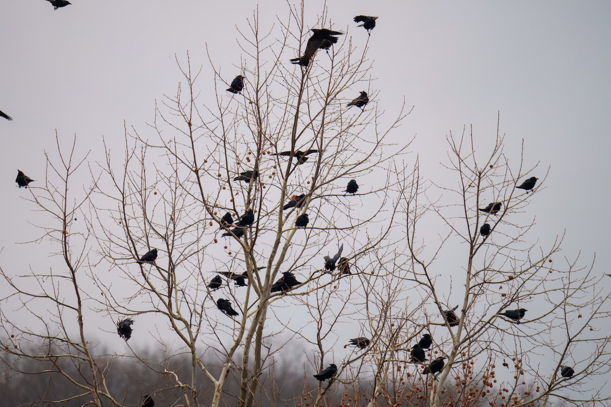 American Crow - ML646960661