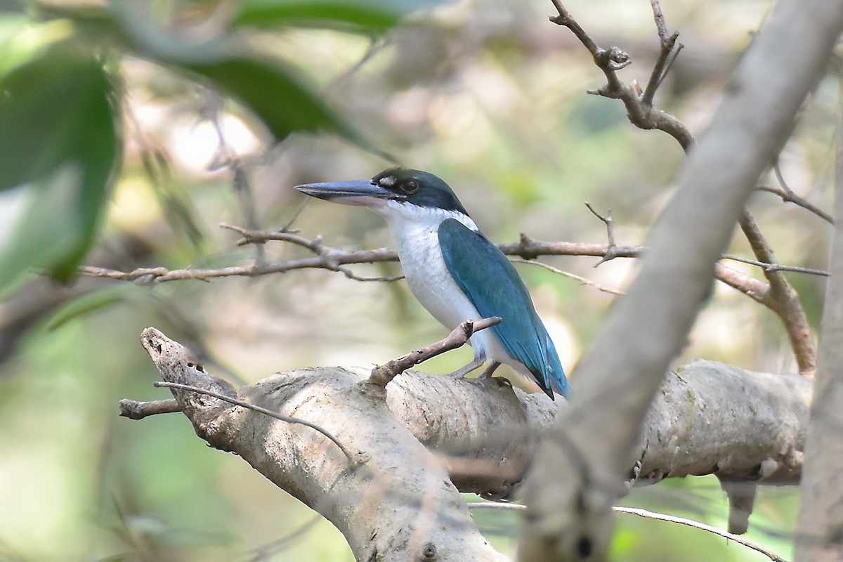 ledňáček obojkový - ML646960663