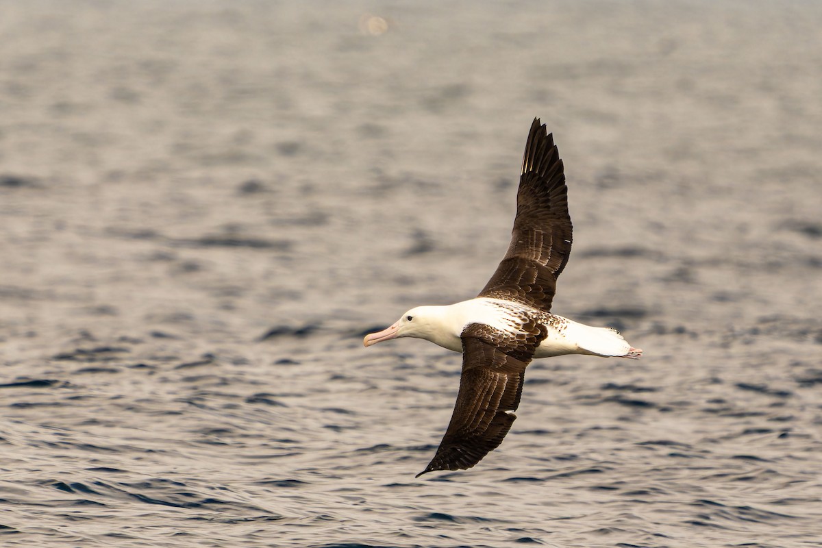 Northern Royal Albatross - ML646960671