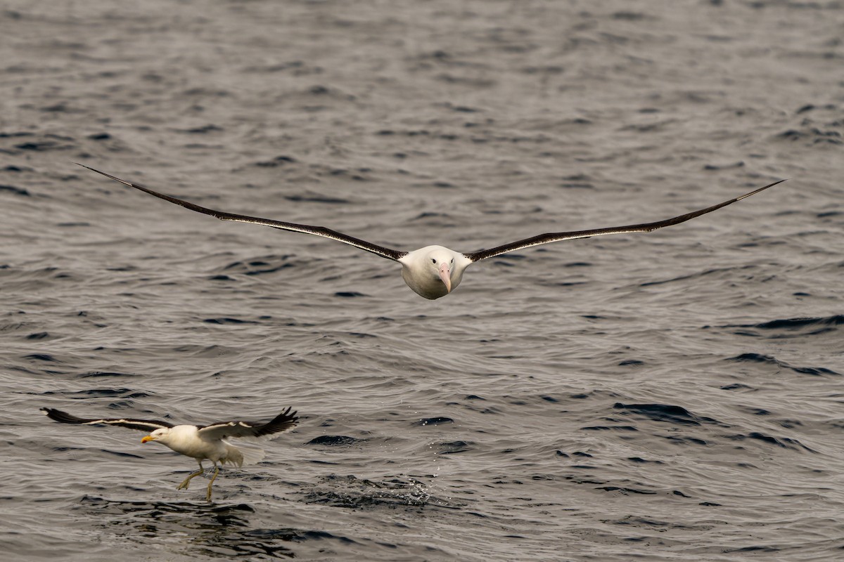 Northern Royal Albatross - ML646960672