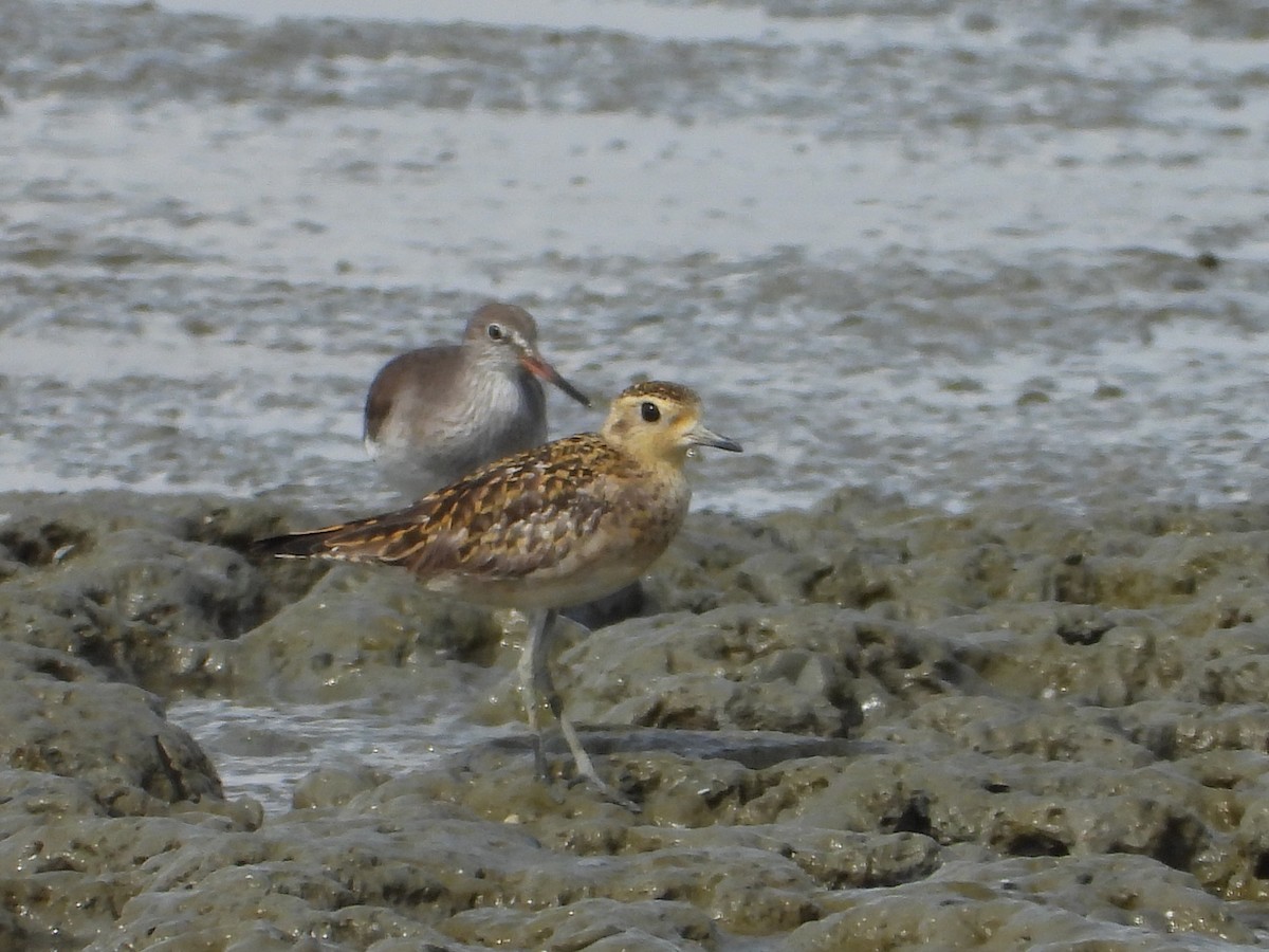 Pacific Golden-Plover - ML646960674