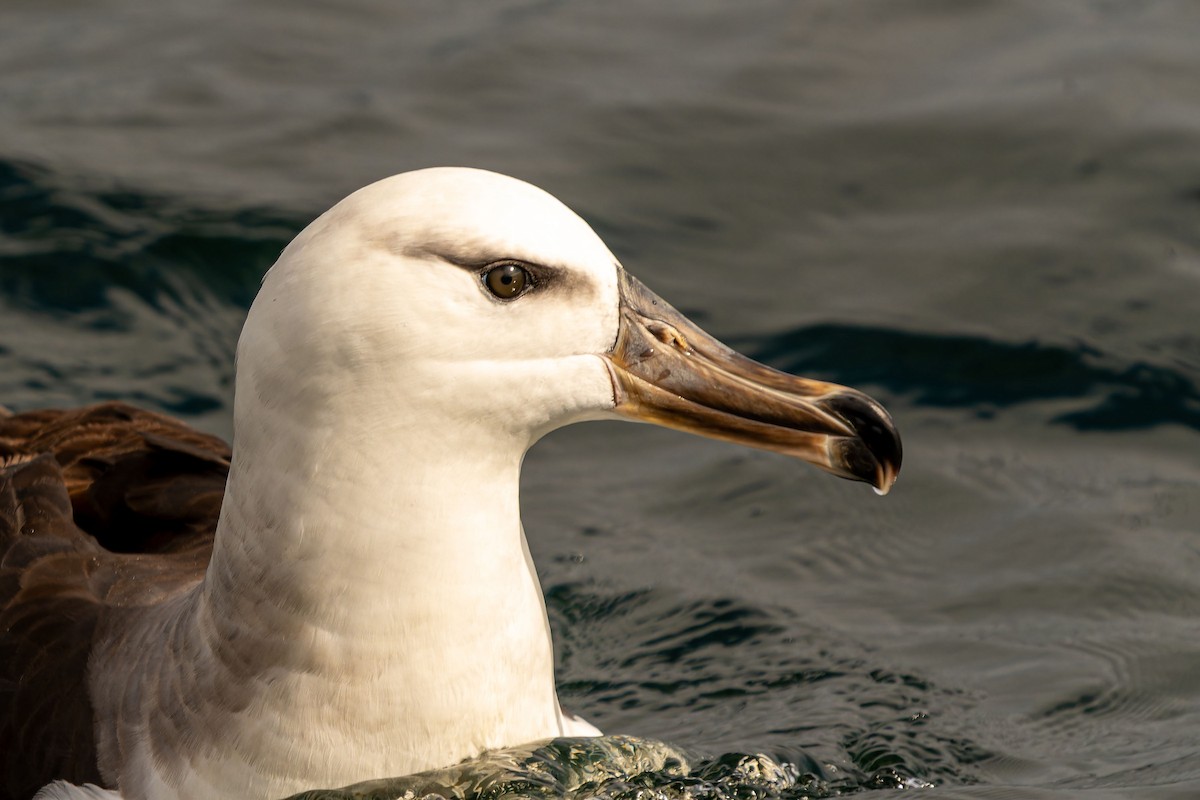 Black-browed Albatross - ML646960675