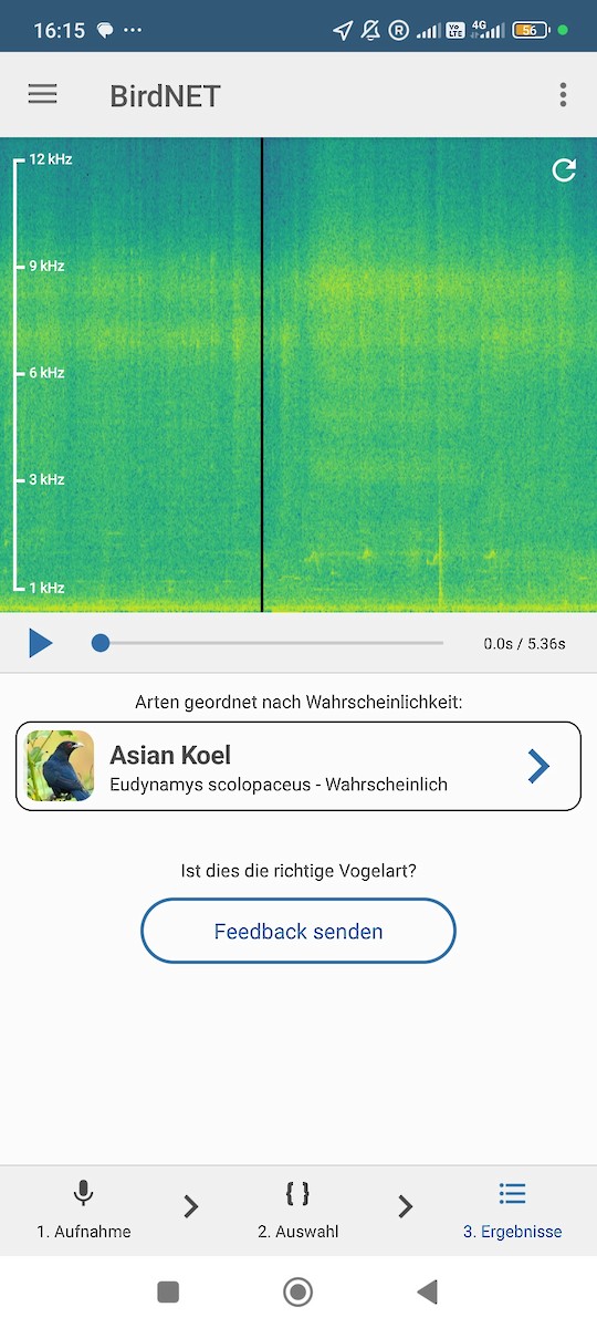 Asian Koel - ML646960676