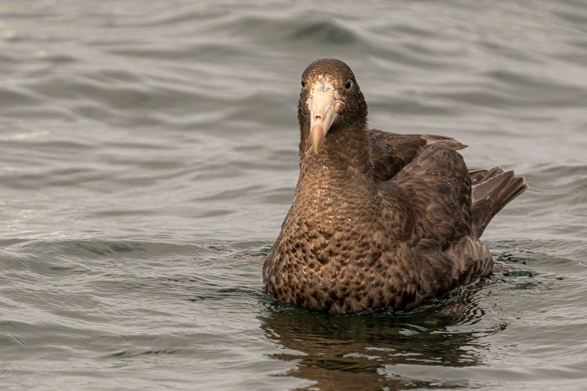 Northern Giant-Petrel - ML646960677