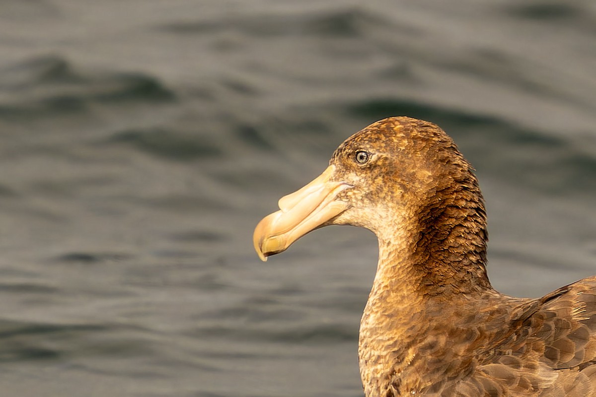 Northern Giant-Petrel - ML646960678