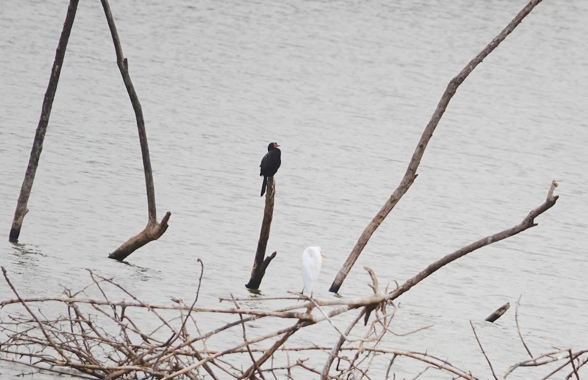 Reed Cormorant - ML646960679