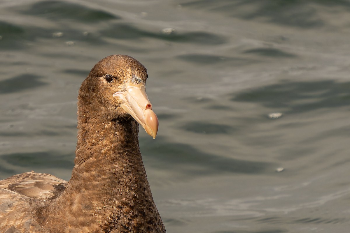 Northern Giant-Petrel - ML646960680