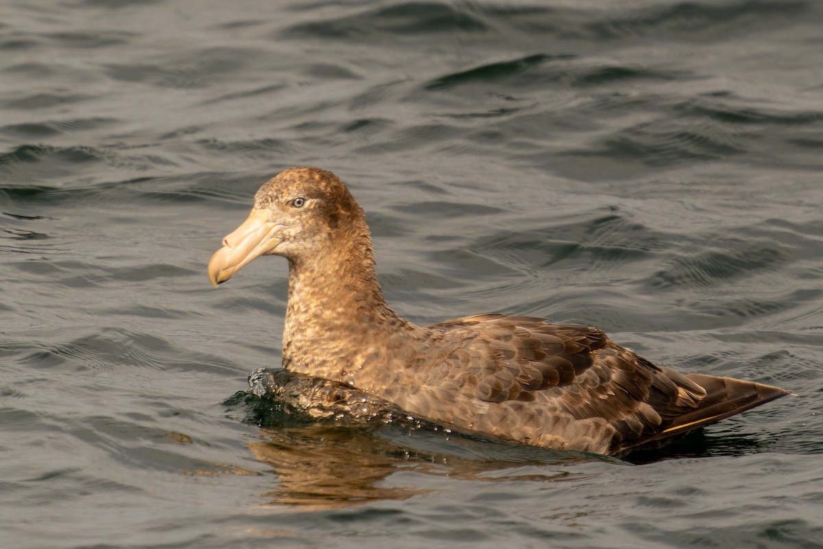 Northern Giant-Petrel - ML646960682